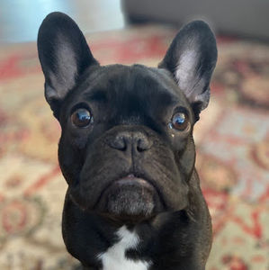 Meet your Posher, Mabel